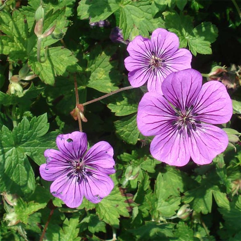 Storchschnabel Pink Penny - Geranium (Flowering)