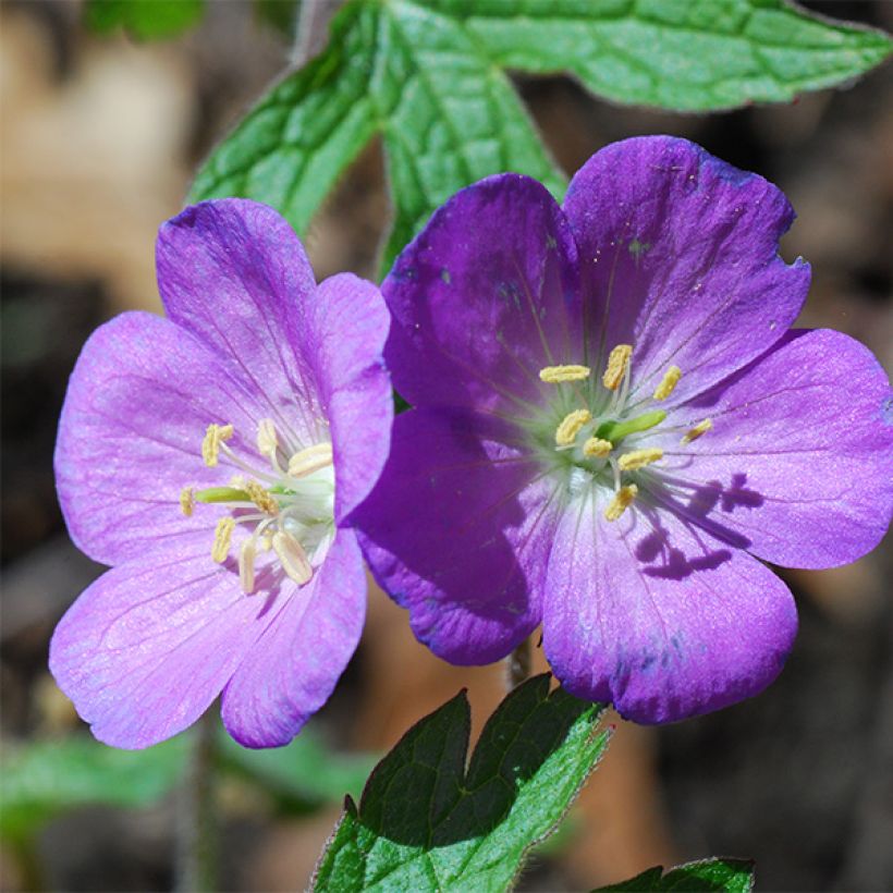 Geranium pratense Spinners - Wiesen-Storchschnabel (Flowering)