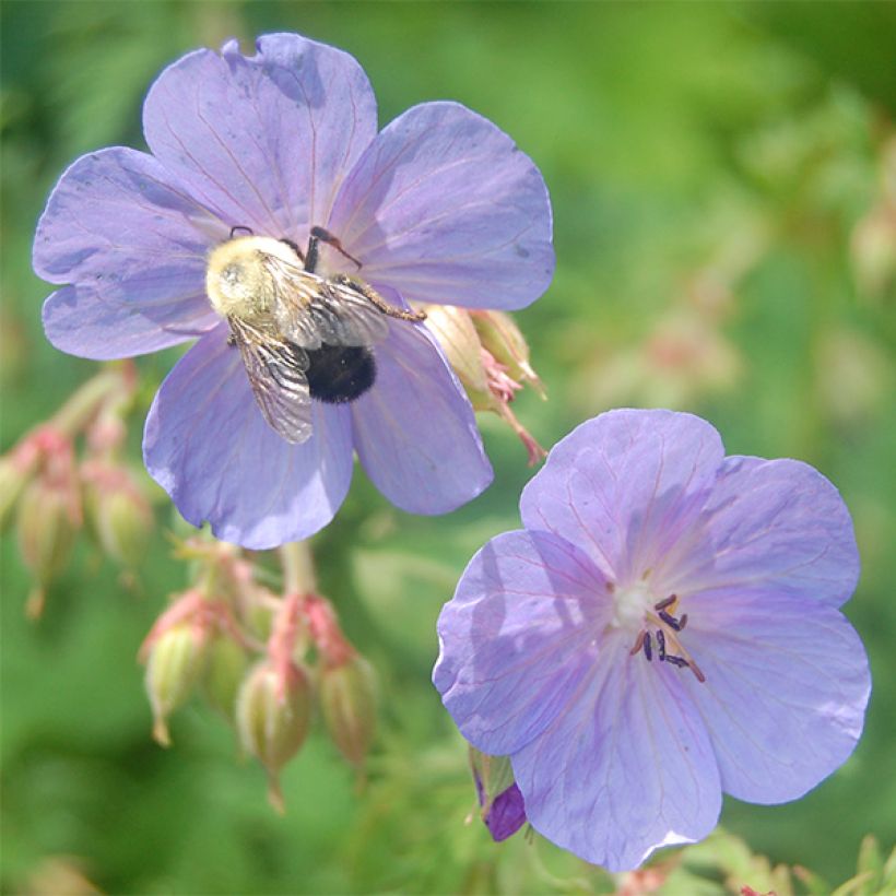 Geranium clarkei Kashmir Blue - Clarkes Storchschnabel (Flowering)