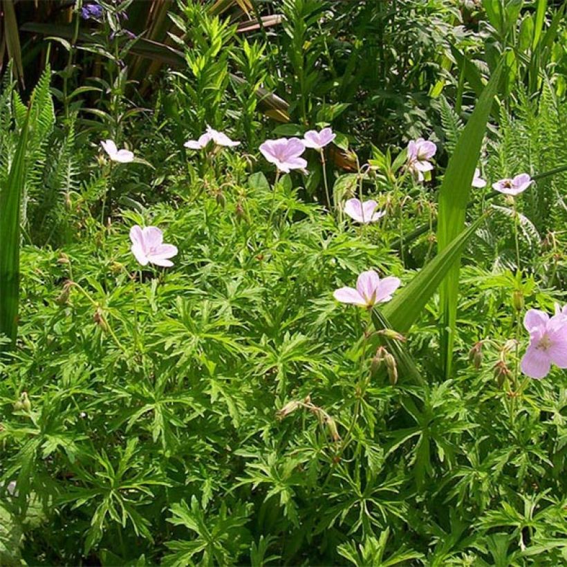 Geranium clarkei Kashmir Pink - Clarkes Storchschnabel (Wuchs)