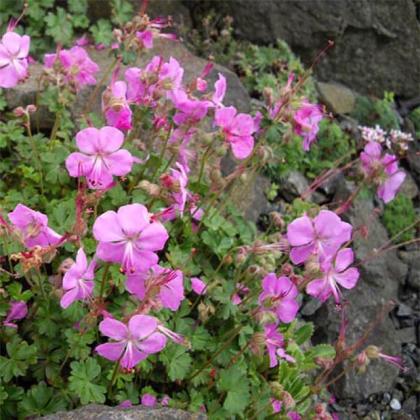 Geranium dalmaticum Bressingham Pink - Dalmatinischer Storchschnabel (Wuchs)