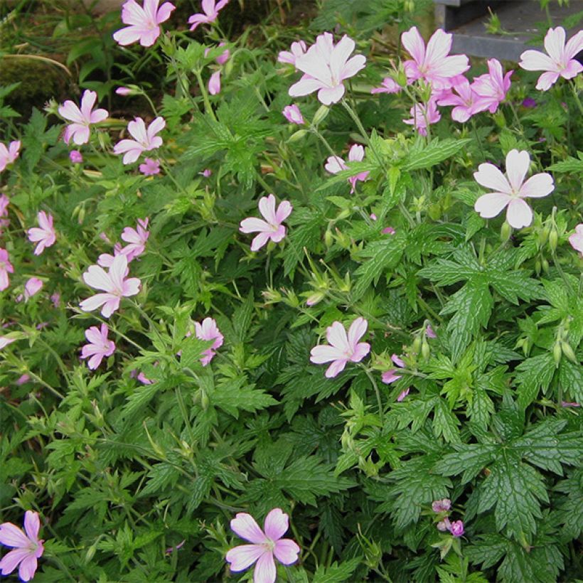 Geranium endressii - Pyrenäen-Storchschnabel (Plant habit)