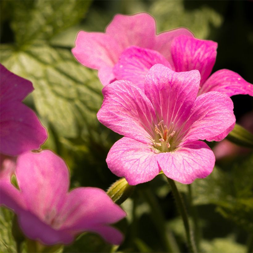 Geranium endressii Beholder's Eye - Pyrenäen-Storchschnabel (Flowering)