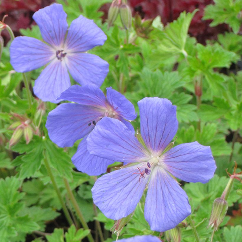 Geranium himalayense - Himalaya-Storchschnabel (Flowering)