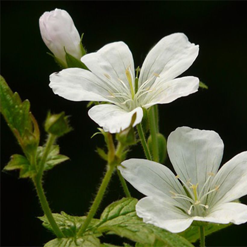 Geranium nodosum Silverwood - Knotiger Bergwald Storchschnabel (Flowering)