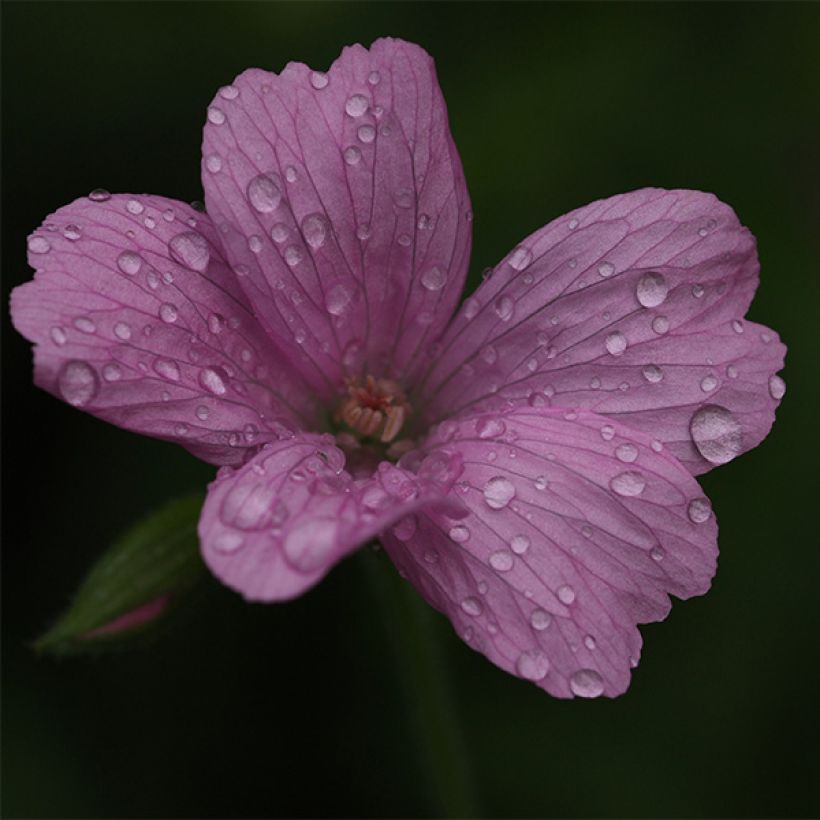 Geranium oxonianum Rosenlicht - Oxford-Storchschnabel (Flowering)