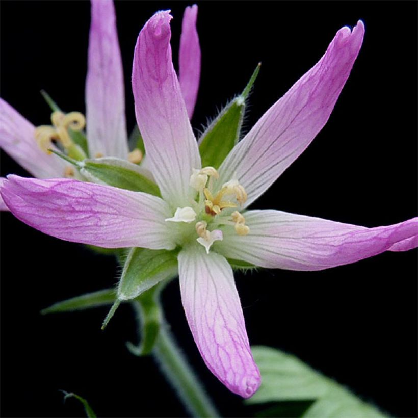Geranium oxonianum Sherwood - Oxford-Storchschnabel (Flowering)