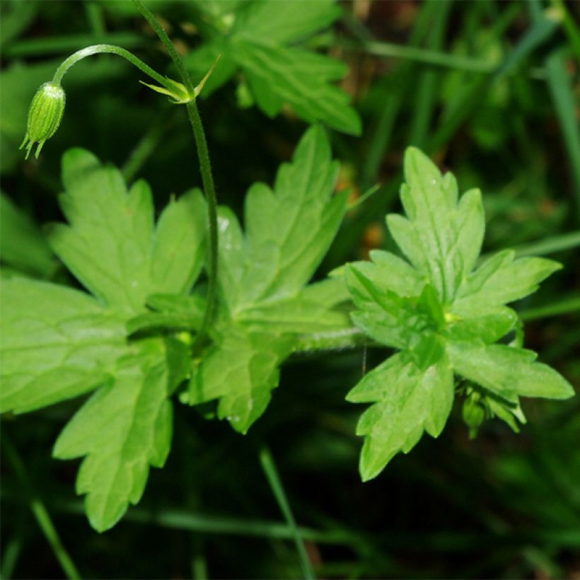 Geranium palustre - Storchschnabel (Foliage)