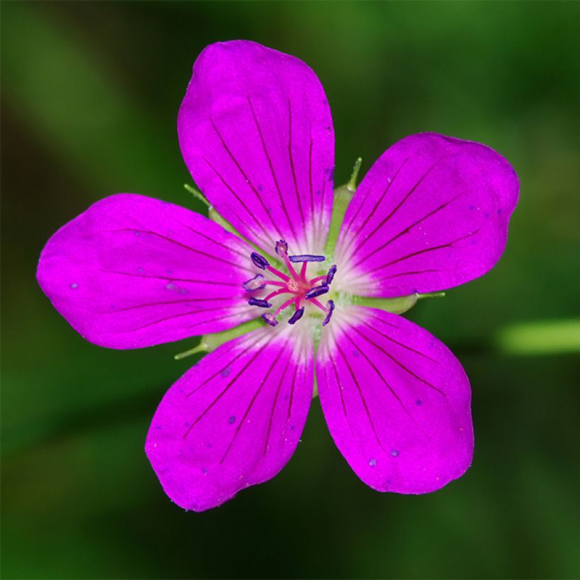 Geranium palustre - Storchschnabel (Flowering)