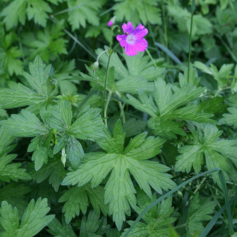 Geranium palustre - Storchschnabel (Plant habit)