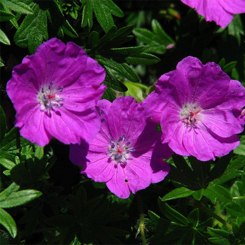 Geranium sanguineum Max Frei - Blutstorchschnabel (Flowering)