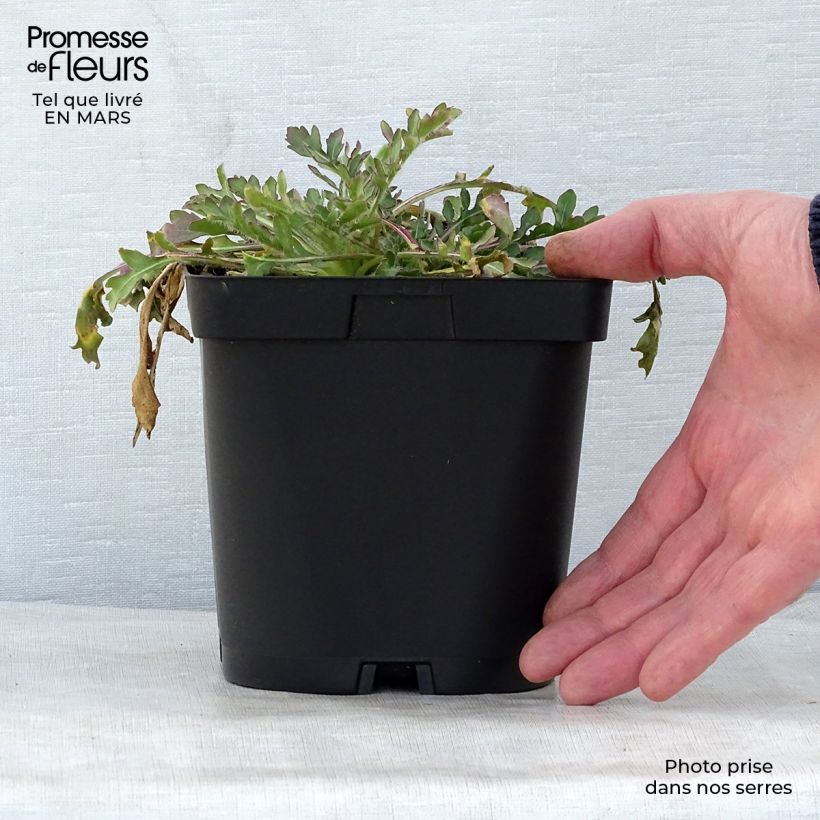 Exemplar von Kokardenblume Burgunder - Gaillardia grandiflora Topf mit 2L/3L wie im Frühjahr geliefert