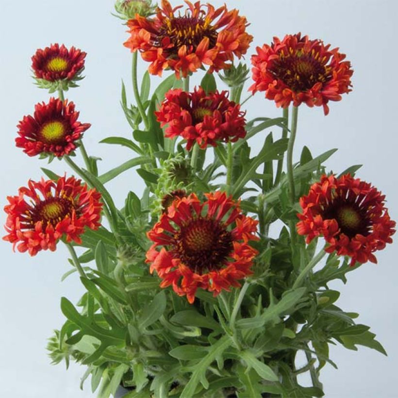 Kokardenblume Fanfare Blaze - Gaillardia (Wuchs)
