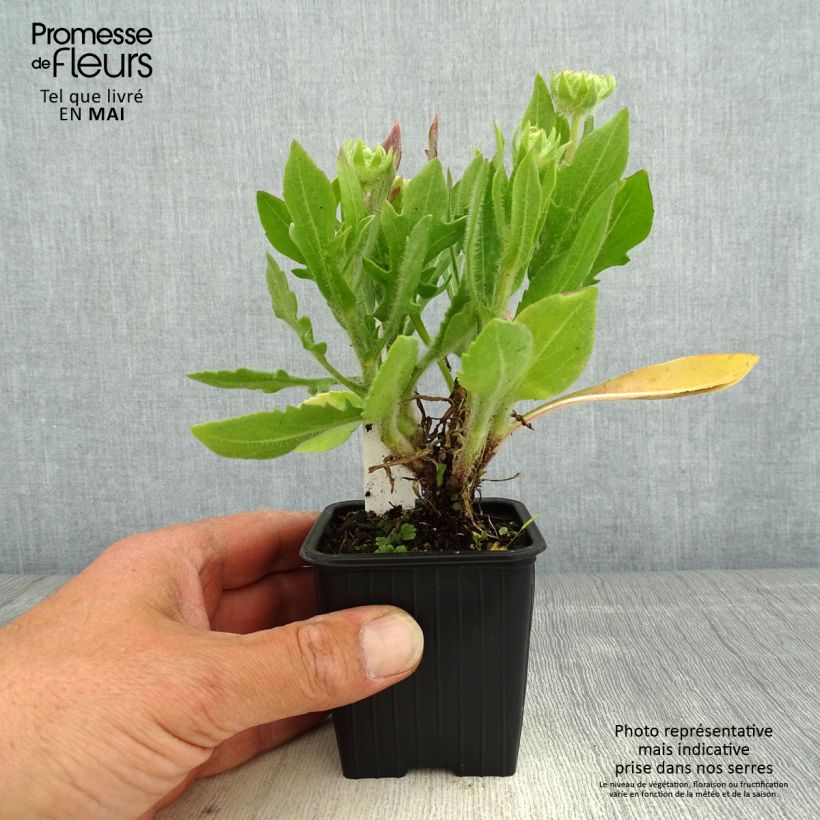 Exemplar von Kokardenblume Fanfare Blaze - Gaillardia Kleine Töpfe von 8/9 cm wie im Frühjahr geliefert