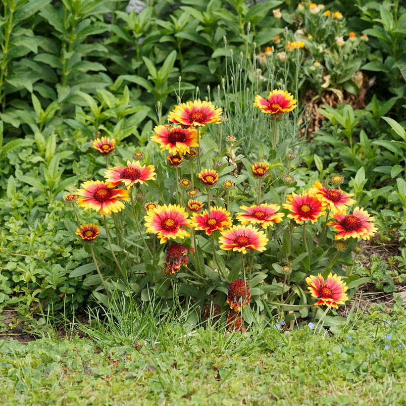 Kokardenblume Kobold - Gaillardia grandiflora (Plant habit)