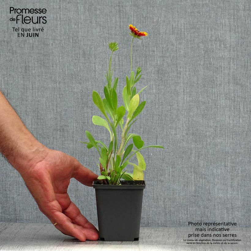 Exemplar von Kokardenblume Kobold - Gaillardia grandiflora Kleine Töpfe von 8/9 cm wie im Sommer geliefert