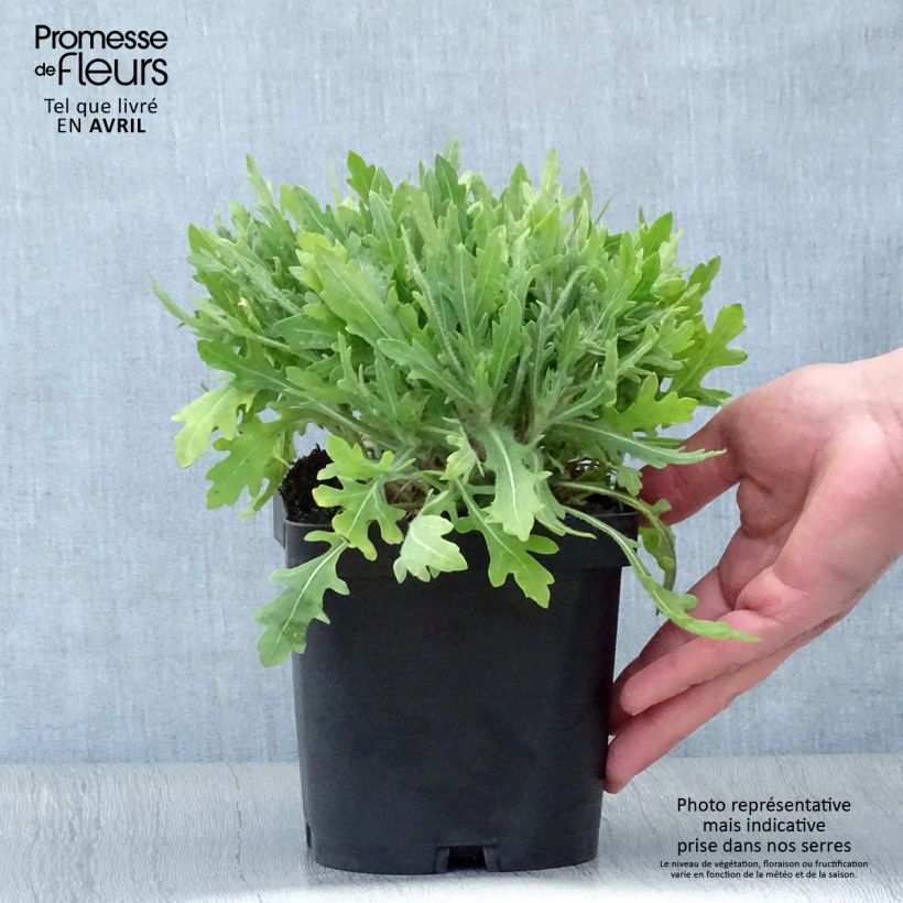 Example of Kokardenblume Kobold - Gaillardia grandiflora Topf mit 2L/3L as you get in printemps