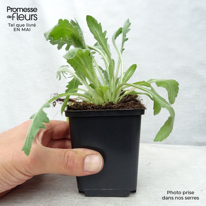 Example of Kokardenblume Kobold - Gaillardia grandiflora Kleine Töpfe von 8/9 cm as you get in printemps