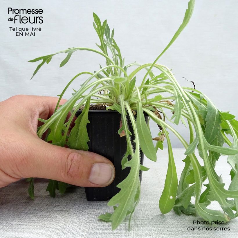 Exemplar von Kokardenblume Lutin - Gaillardia Kleine Töpfe von 7/8 cm wie im Frühjahr geliefert