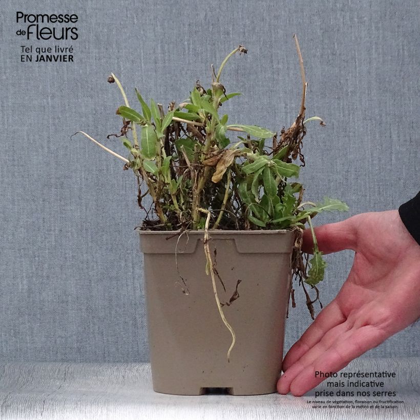 Exemplar von Kokardenblume Mesa Yellow - Gaillardia grandiflora Topf mit 2L/3L wie im Winter geliefert