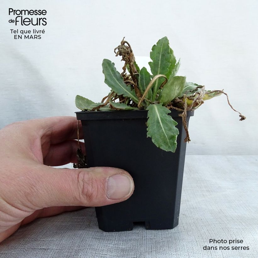 Example of Kokardenblume Tokayer - Gaillardia grandiflora Kleine Töpfe von 8/9 cm as you get in printemps