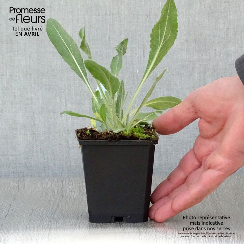 Exemplar von Kokardenblume Amber Wheels - Gaillardia aristata Kleine Töpfe von 8/9 cm wie im Frühjahr geliefert