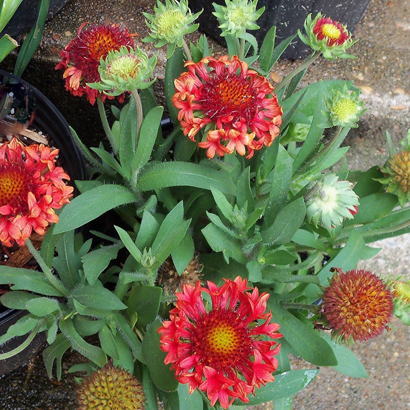 Kokardenblume Fanfare - Gaillardia grandiflora (Wuchs)