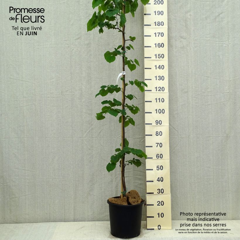 Exemplar von Kanadischer Judasbaum Cascading Hearts - Cercis canadensis Topf mit 7,5L/10L wie im Sommer geliefert