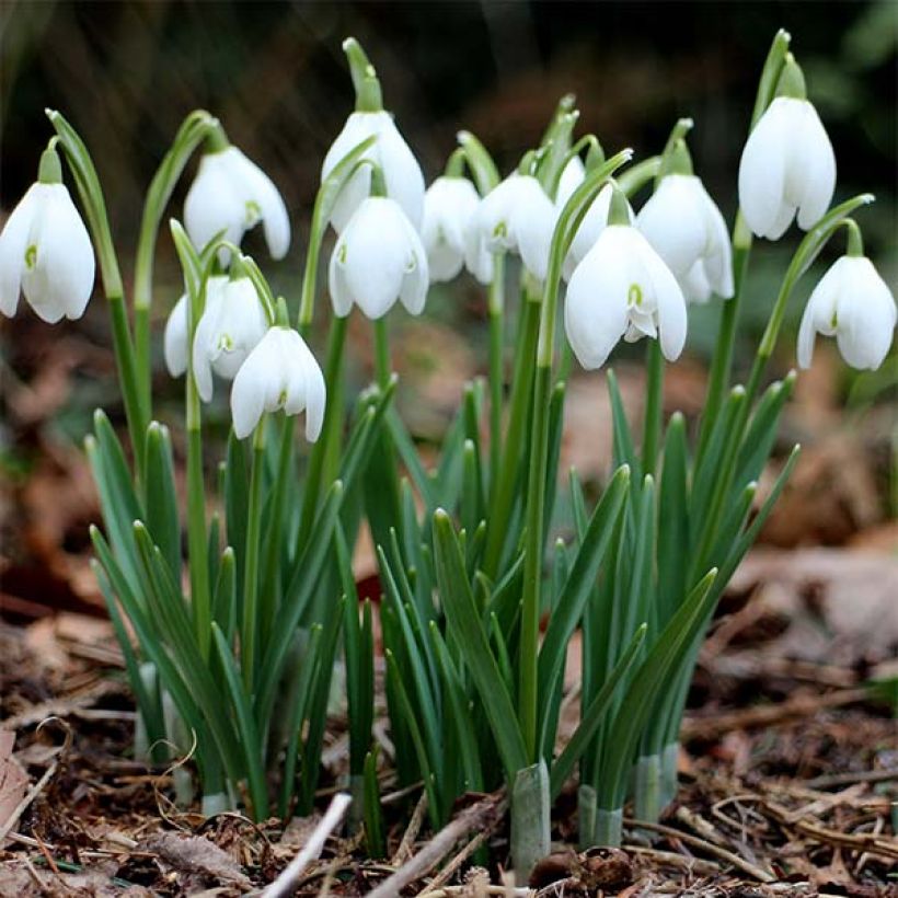 Galanthus nivalis - Schneeglöckchen (Wuchs)