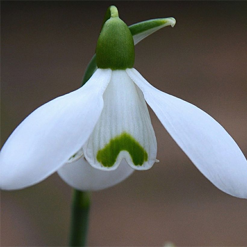 Galanthus nivalis S. Arnott - Schneeglöckchen (Flowering)