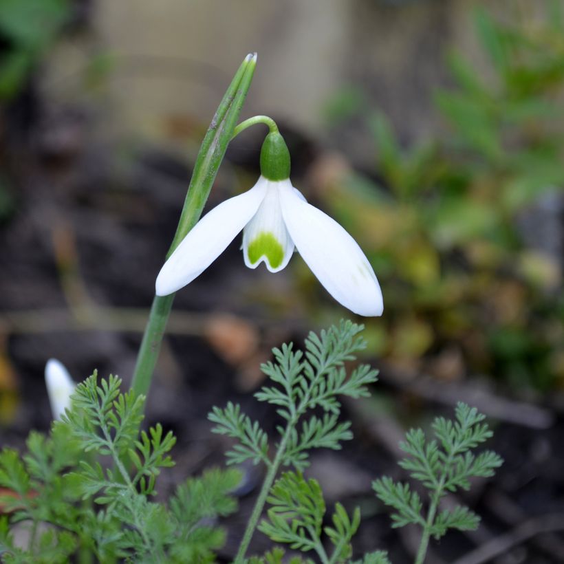 Galanthus reginae-olgae - Königin-Olga-Schneeglöckchen (Flowering)