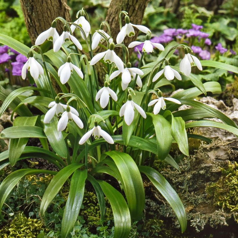 Galanthus woronowii - Woronow-Schneeglöckchen (Wuchs)