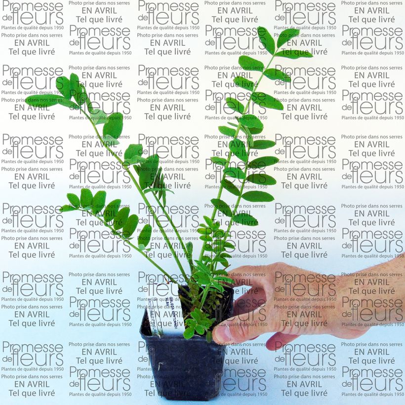 Beispiel eines Exemplars von Galega hartlandii Alba - Weiße Geißraute Kleine Töpfe von 8/9 cm wie geliefert