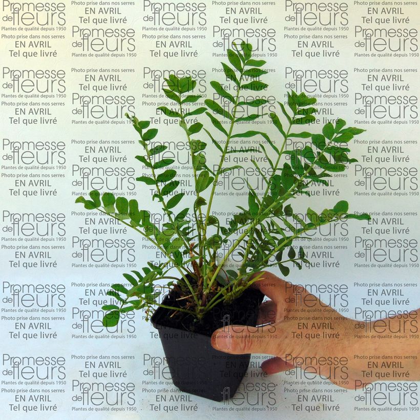 Beispiel eines Exemplars von Galega hartlandii Duchess of Bedford - Weiße Geißraute Kleine Töpfe von 8/9 cm wie geliefert