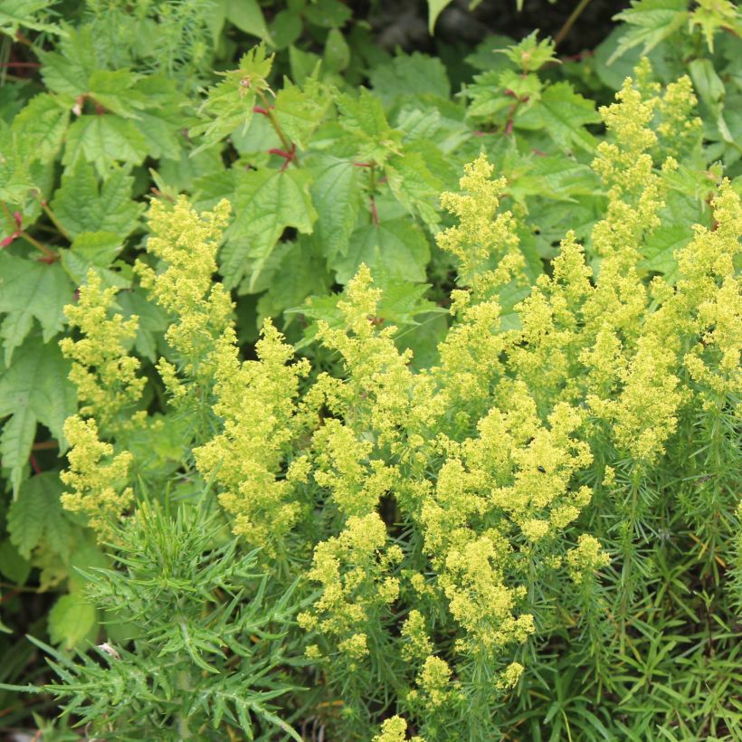 Galium verum - Echtes Labkraut (Wuchs)