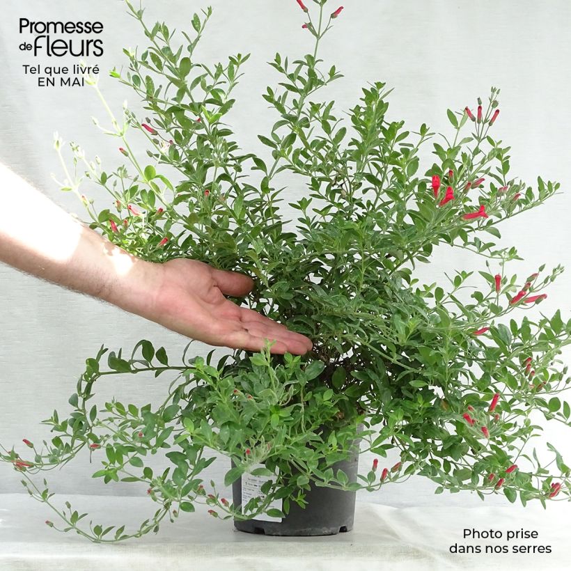 Example of Galvezia speciosa Topf mit 3L/4L as you get in printemps