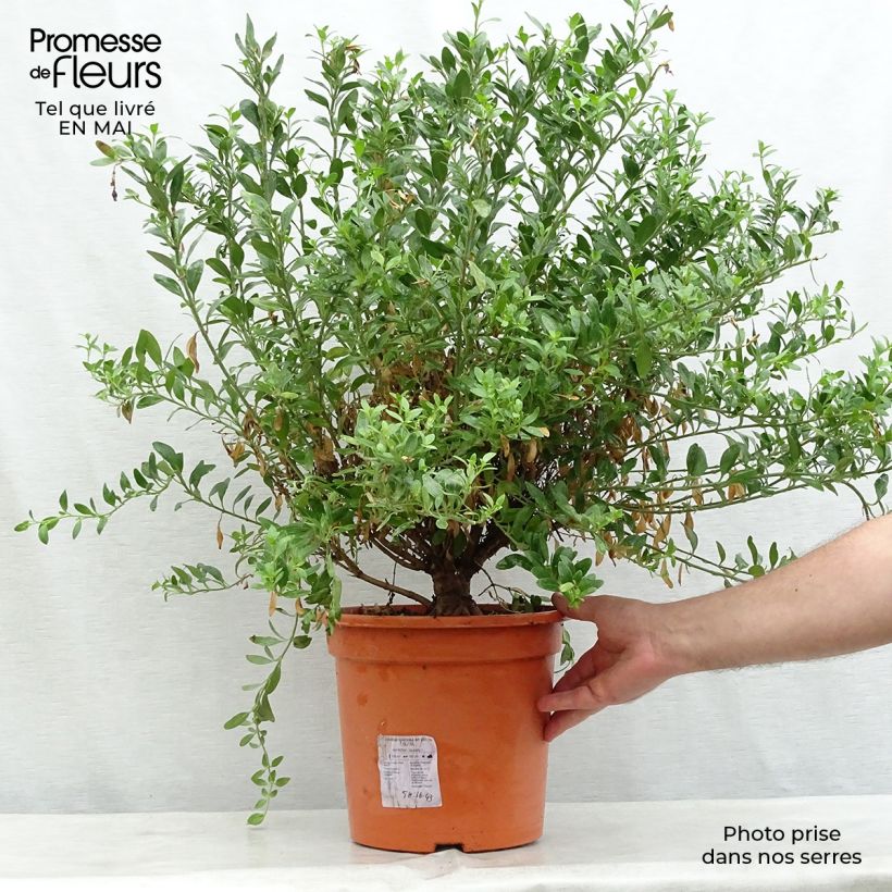 Example of Galvezia speciosa Topf mit 7,5L/10L as you get in printemps