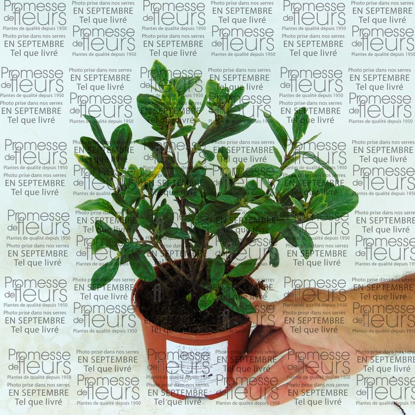 Example of Gardenie Crown Jewel - Gardenia jasminoides Topf mit 1L/1,5L as you get