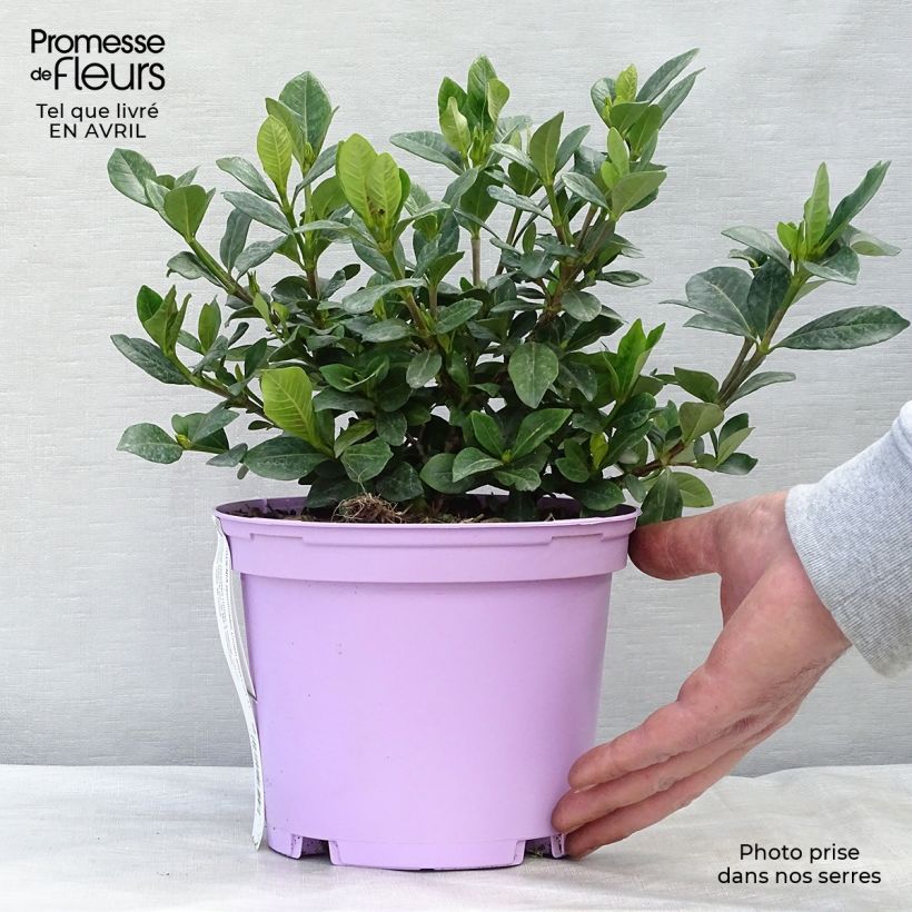 Example of Gardenie Crown Jewel - Gardenia jasminoides Topf mit 2L/3L as you get in printemps
