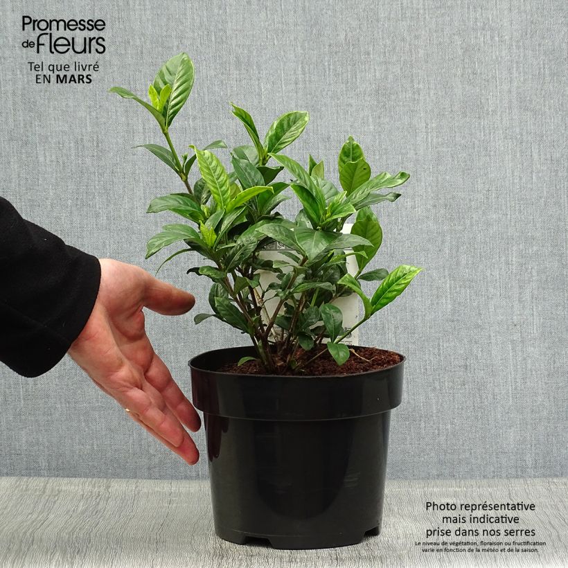 Example of Gardenie Double Diamonds - Gardenia jasminoides Topf mit 3L/4L as you get in printemps