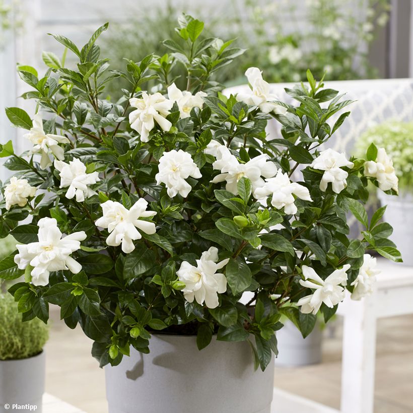 Gardenie Double Diamonds - Gardenia jasminoides (Flowering)