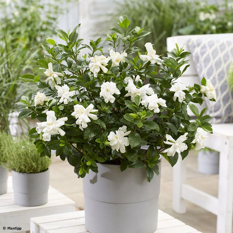 Gardenie Double Diamonds - Gardenia jasminoides (Plant habit)