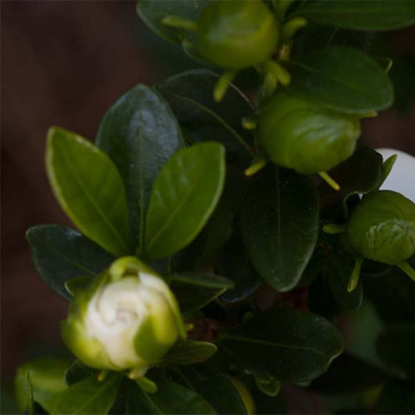 Gardenie Double Mint - Gardenia jasminoides (Foliage)