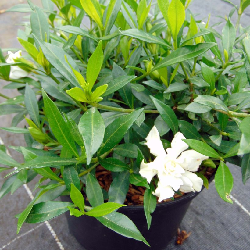 Gardenie Perfumed Petticoats - Gardenia jasminoides (Plant habit)