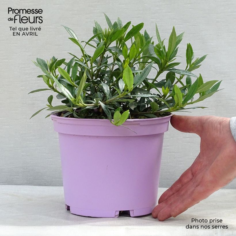 Example of Gardenie Perfumed Petticoats - Gardenia jasminoides Topf mit 2L/3L as you get in printemps