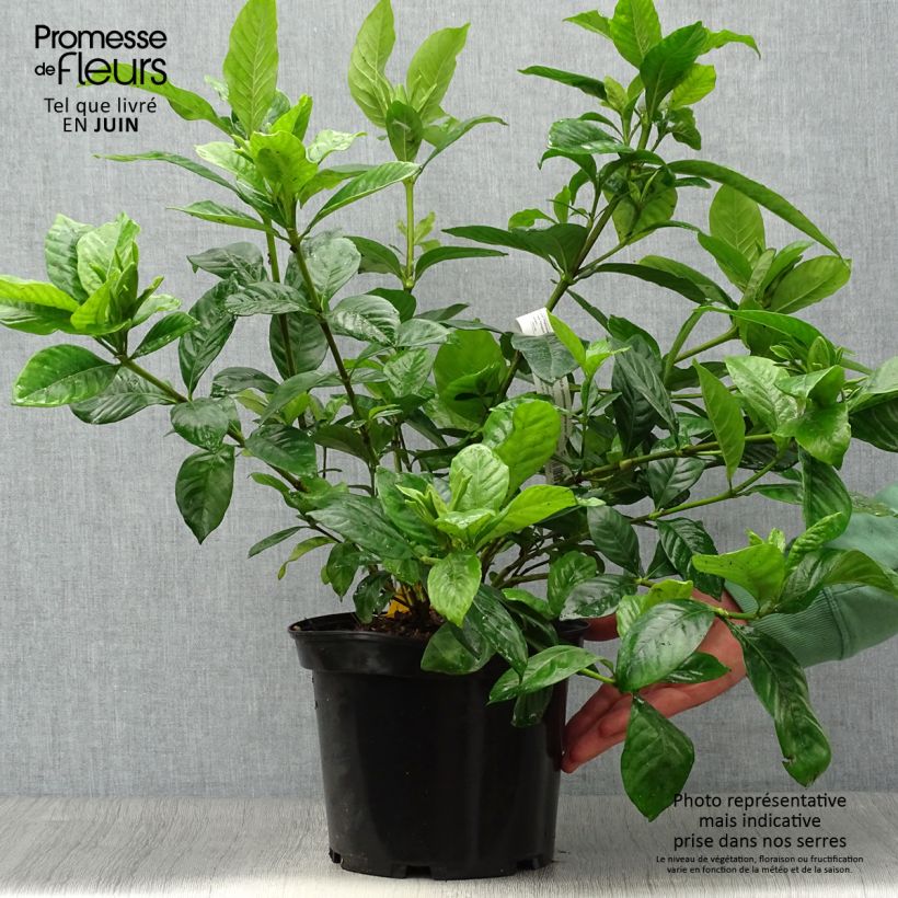 Exemplar von Gardenie Summer Snow - Gardenia jasminoides Topf mit 3L/4L wie im Sommer geliefert