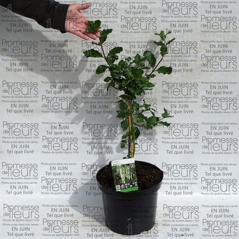 Beispiel eines Exemplars von Garrya elliptica - Spalier-Becherkätzchen Topf mit 7,5L/10L wie geliefert