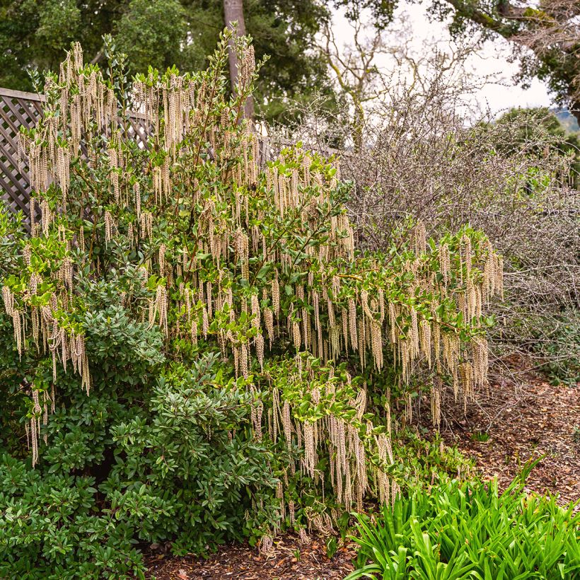 Garrya elliptica - Spalier-Becherkätzchen (Wuchs)