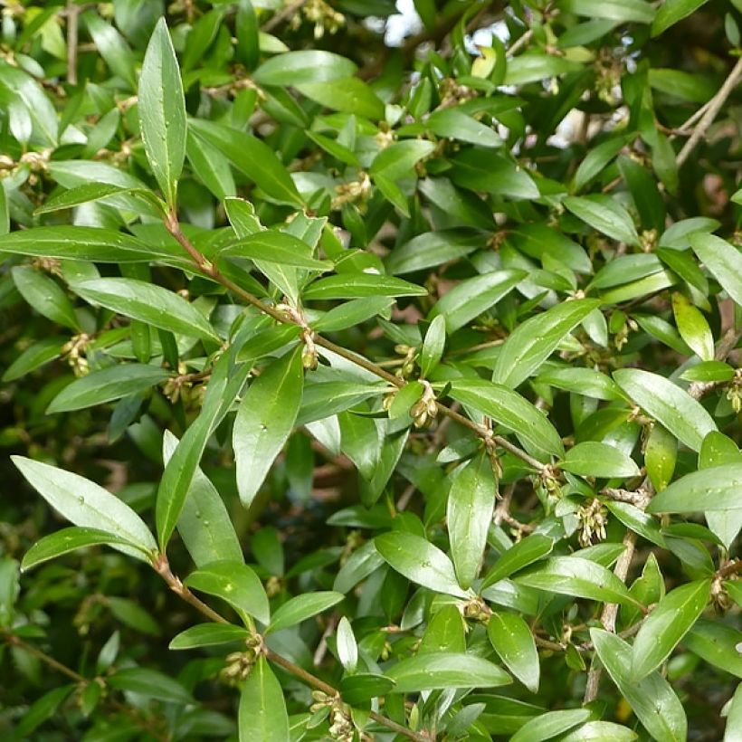 Garrya thuretii - Becherkätzchen (Foliage)