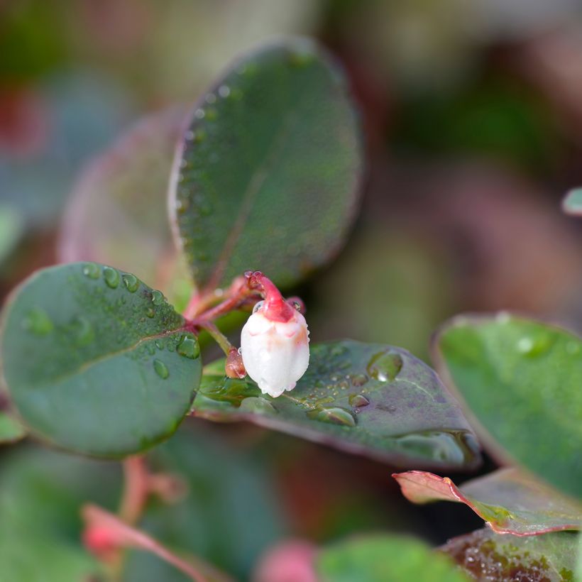Gaultheria procumbens Big Berry - Scheinbeere (Flowering)